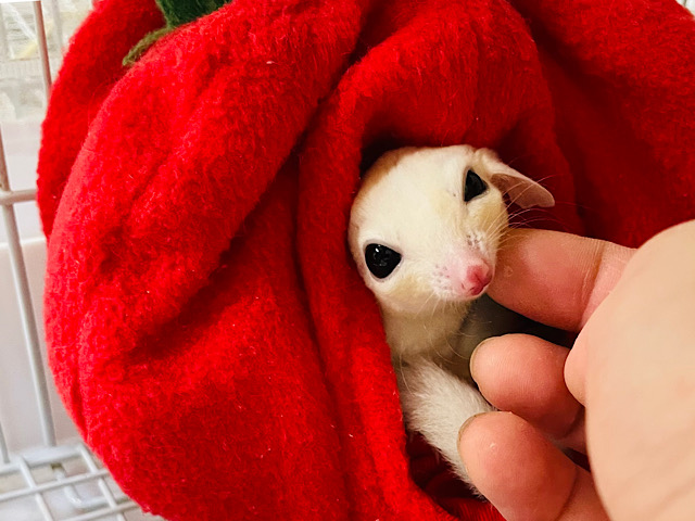 フクロモモンガ