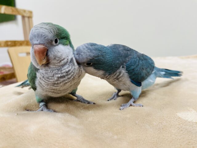 オキナインコ