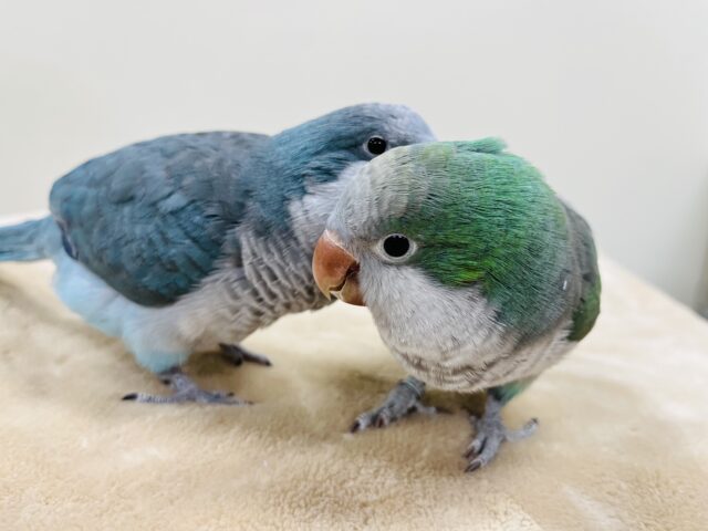 オキナインコ