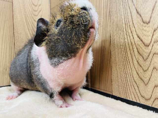 ウェアウルフ（スキニーギニアピッグ）