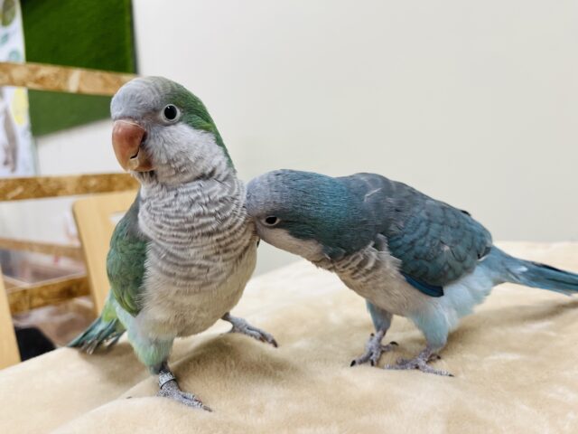 オキナインコ