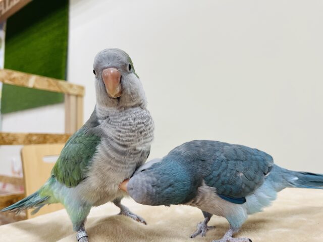 オキナインコ