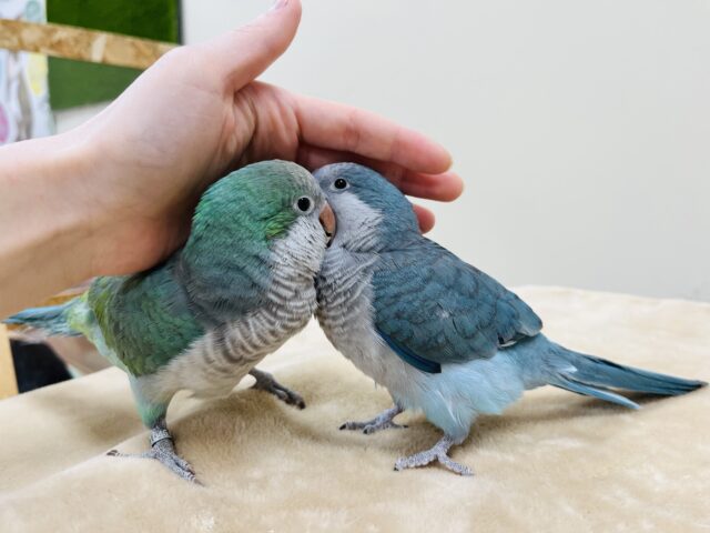 オキナインコ