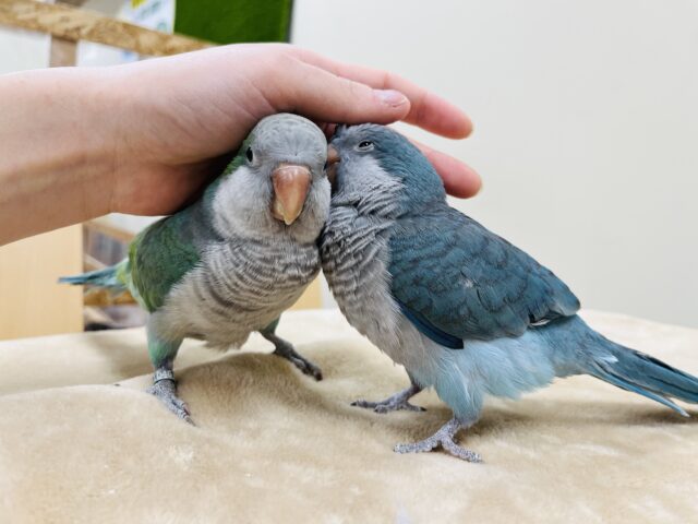 オキナインコ