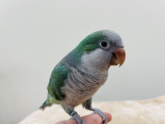 オキナインコ