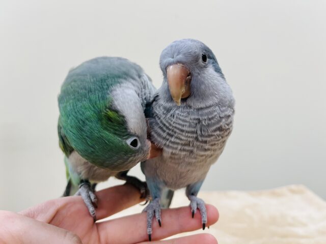 オキナインコ