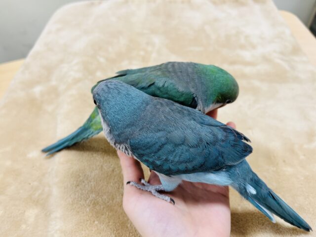 オキナインコ