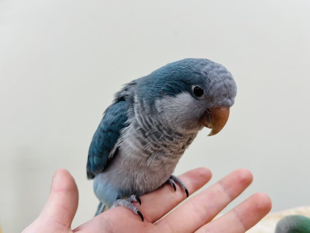 オキナインコ