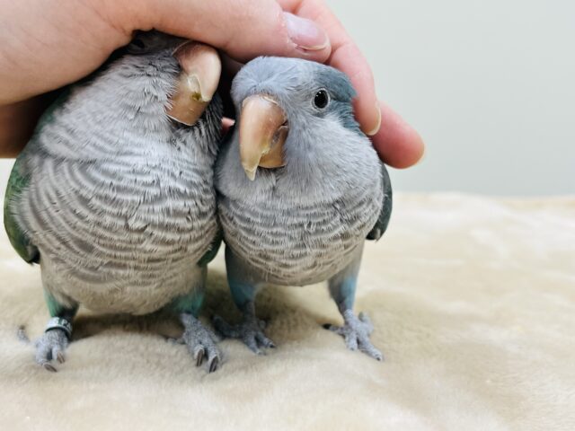 オキナインコ