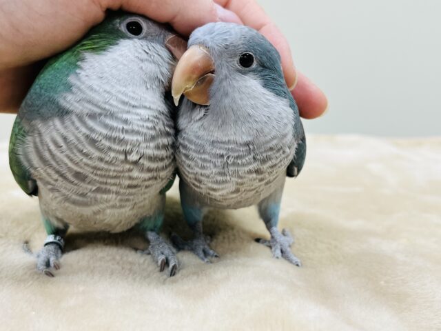 オキナインコ