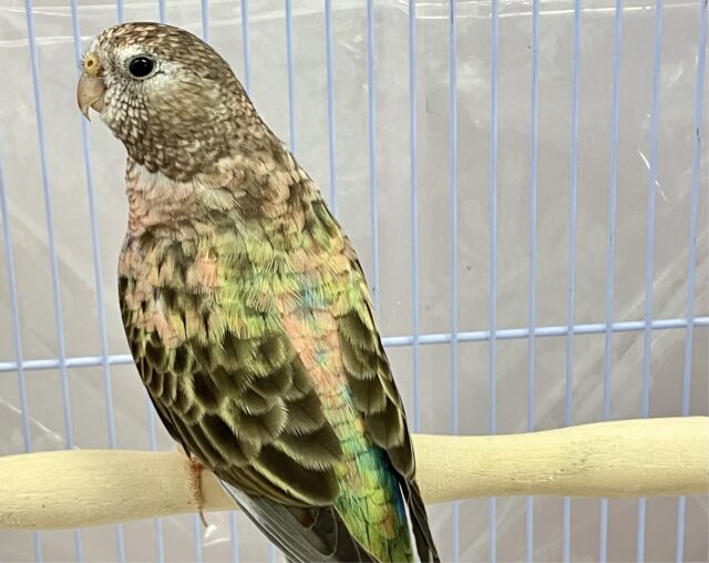 アキクサインコ（秋草インコ）