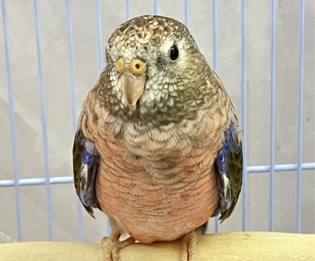 アキクサインコ（秋草インコ）