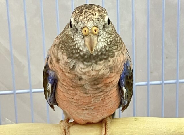 アキクサインコ（秋草インコ）