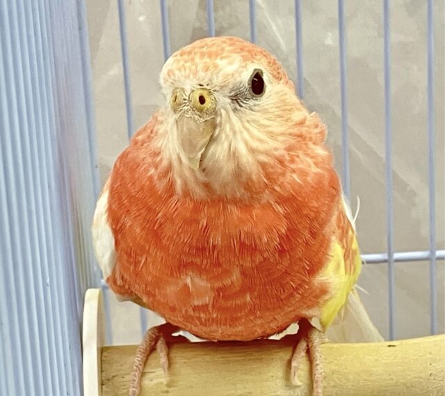 アキクサインコ（秋草インコ）