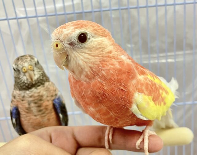 アキクサインコ（秋草インコ）