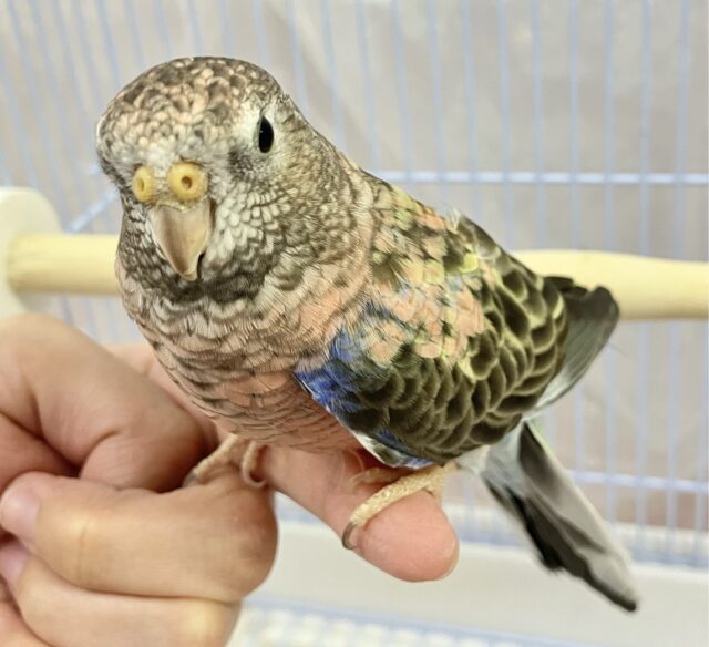 アキクサインコ（秋草インコ）