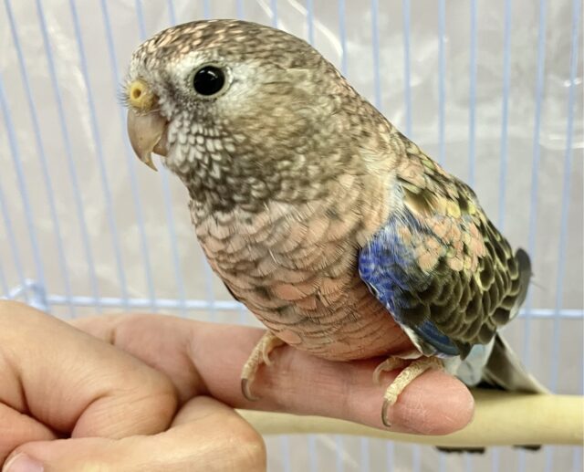 アキクサインコ（秋草インコ）