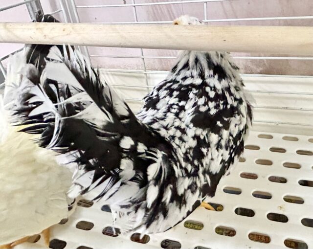 白黒🤍🖤ゴイシチャボ 2023年12月生まれ 碁石チャボ(ゴイシチャボ)