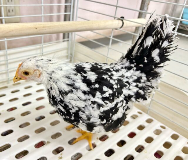 碁石チャボ（ゴイシチャボ）