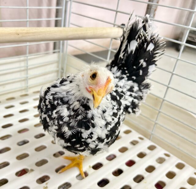 碁石チャボ（ゴイシチャボ）