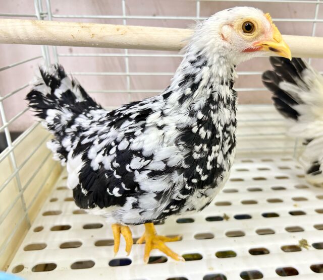 碁石チャボ（ゴイシチャボ）