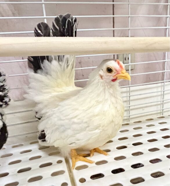 桂チャボ（カツラチャボ）