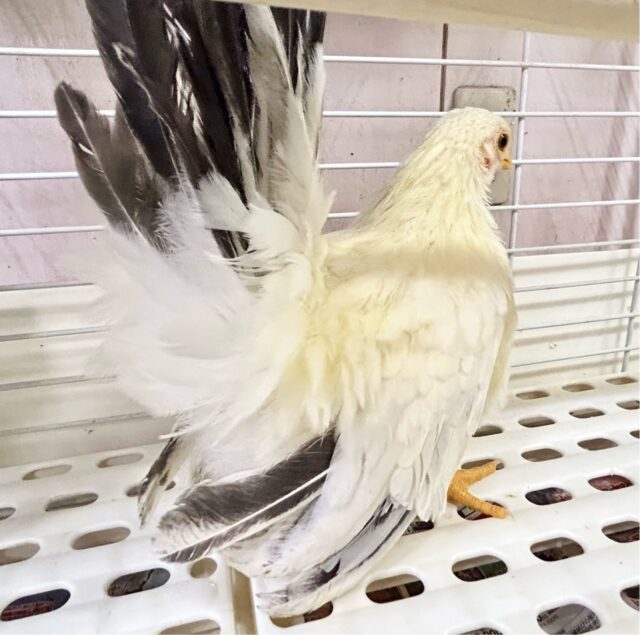 桂チャボ（カツラチャボ）