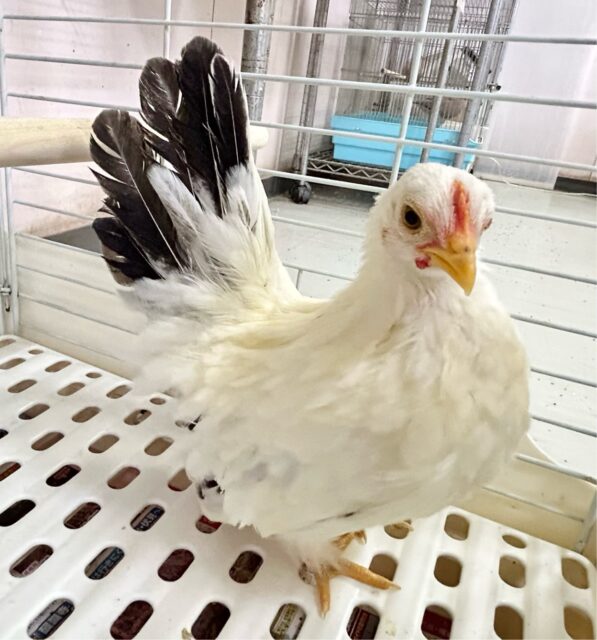 桂チャボ（カツラチャボ）