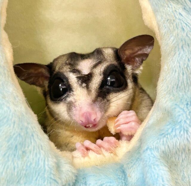 フクロモモンガ