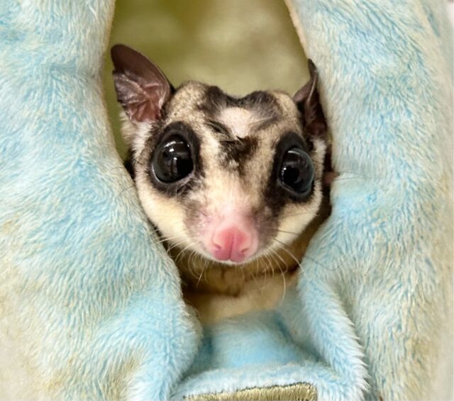 フクロモモンガ