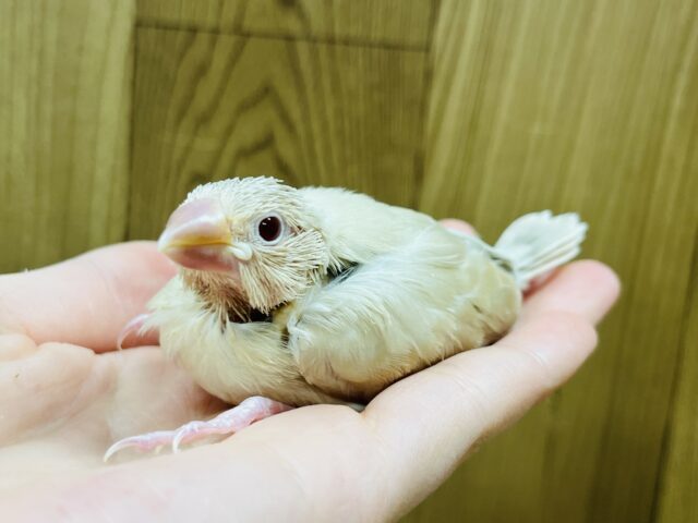 シナモン文鳥