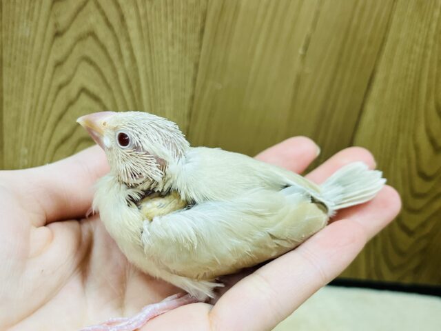 シナモン文鳥
