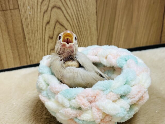 シナモン文鳥