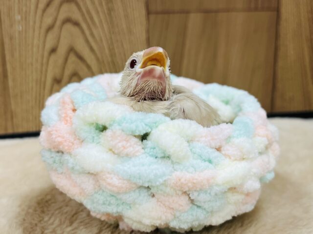 シナモン文鳥