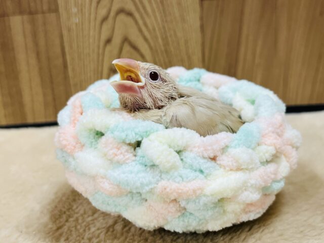 シナモン文鳥