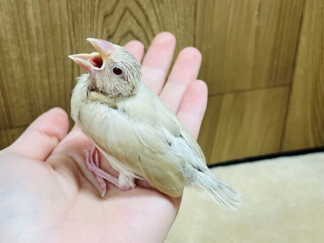 シナモン文鳥