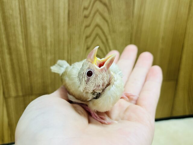 シナモン文鳥