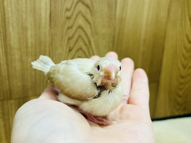 シナモン文鳥