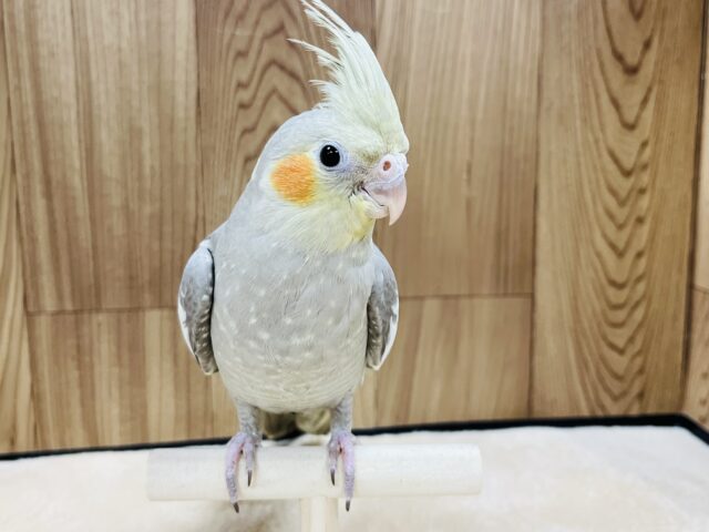 オカメインコ
