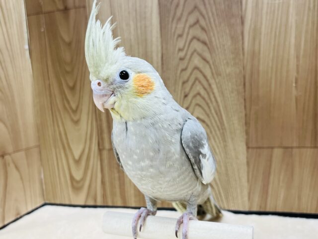 オカメインコ