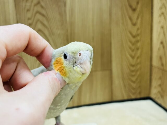 オカメインコ