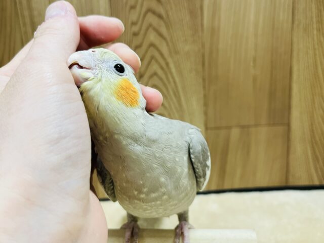 オカメインコ