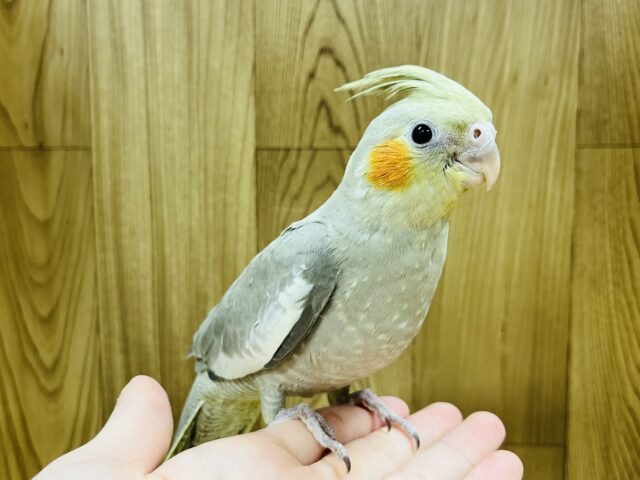 オカメインコ
