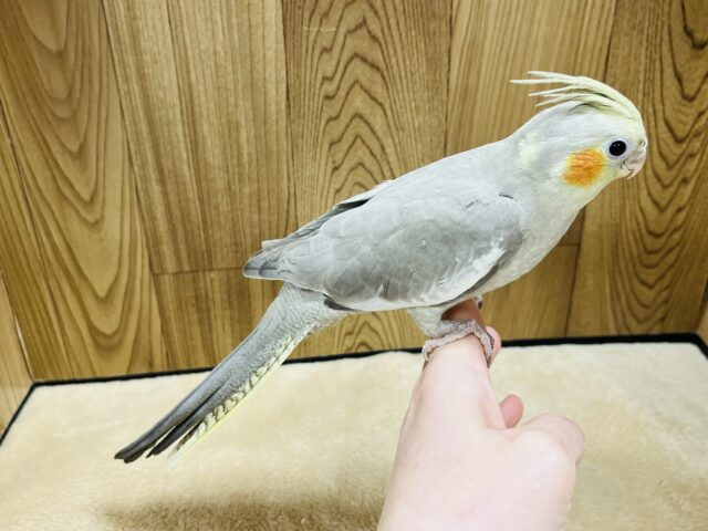 オカメインコ