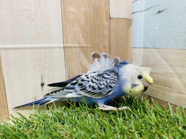 セキセイインコ