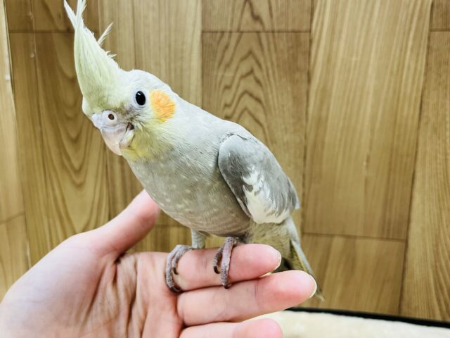 オカメインコ