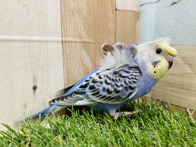 セキセイインコ