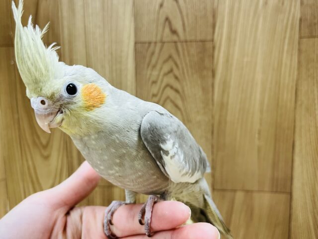 オカメインコ