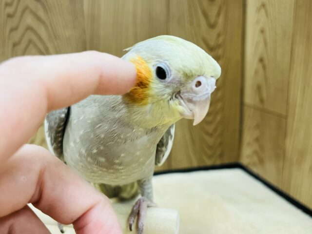 オカメインコ
