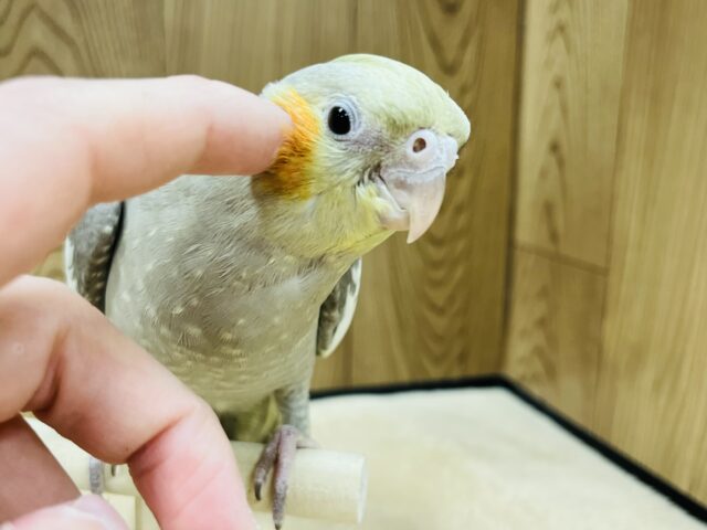 オカメインコ
